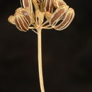 Image of <i>Smyrniopsis syriaca</i>