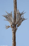 Слика од Stachys libanotica Benth.