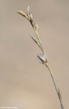 Image de Bufonia ramonensis Danin