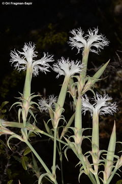 Слика од Dianthus libanotis Labill.