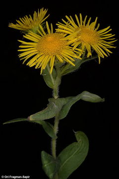 Image of <i>Inula salicifolia</i>