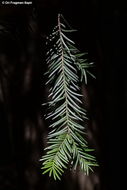 Image of English yew