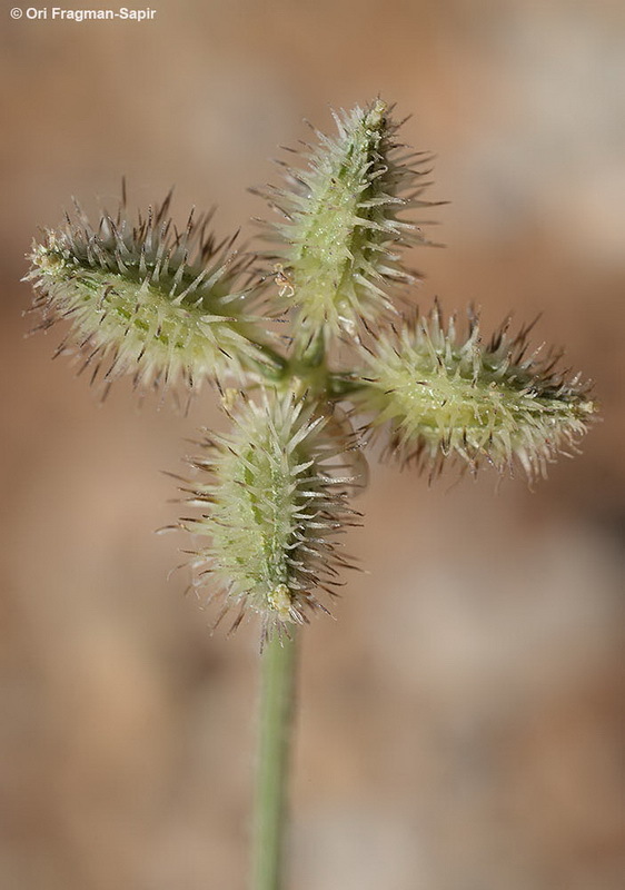 Image of broadleaf false carrot