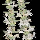 Image of Satureja thymbrifolia Hedge & Feinbrun