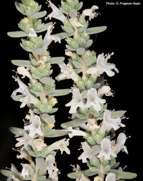 Image of Satureja thymbrifolia Hedge & Feinbrun