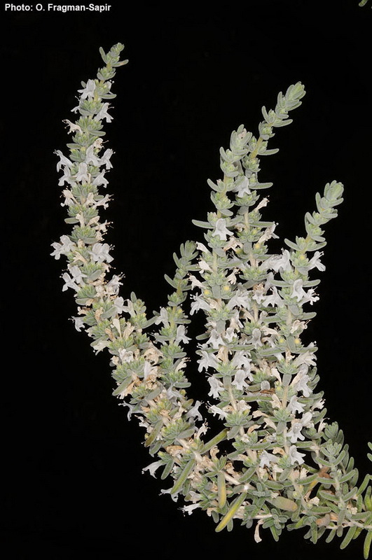 Image of Satureja thymbrifolia Hedge & Feinbrun