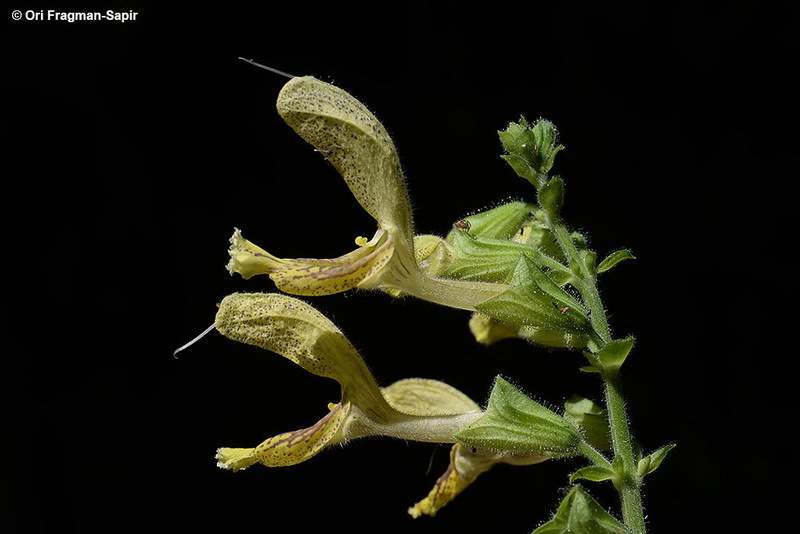 Imagem de Salvia glutinosa L.