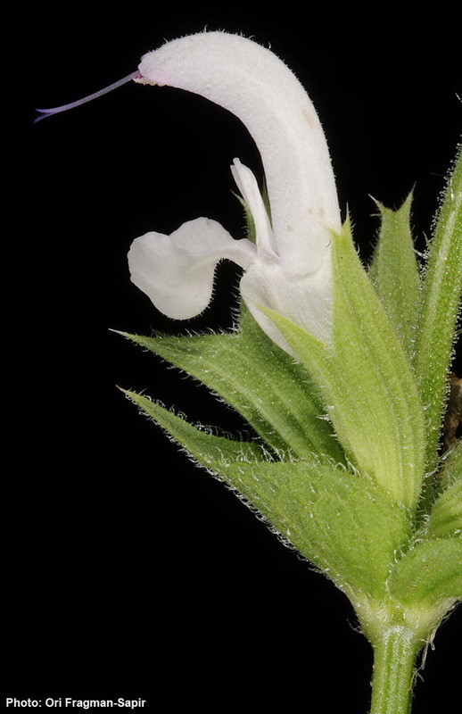 Image of Salvia palaestina Benth.