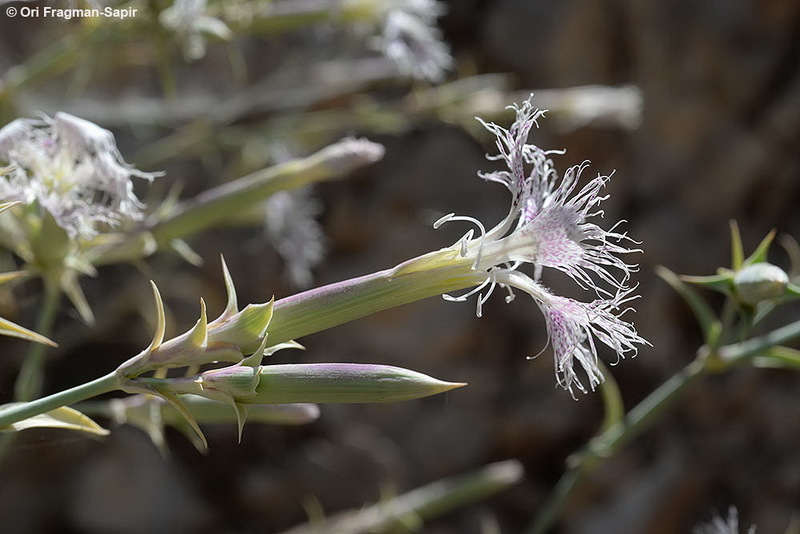 Image of Dianthus libanotis Labill.