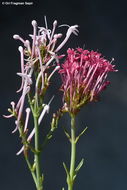 Image of Centranthus longiflorus Stev.