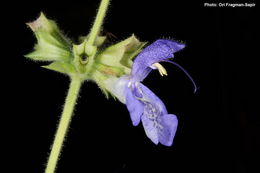 Image of <i>Salvia forsskaolei</i>