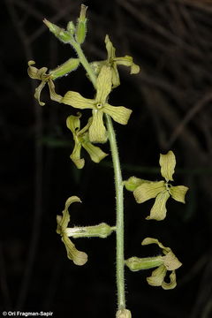 صورة Hesperis pendula DC.