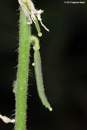 صورة Hesperis pendula DC.