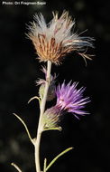 Image of Ptilostemon chamaepeuce (L.) Less.