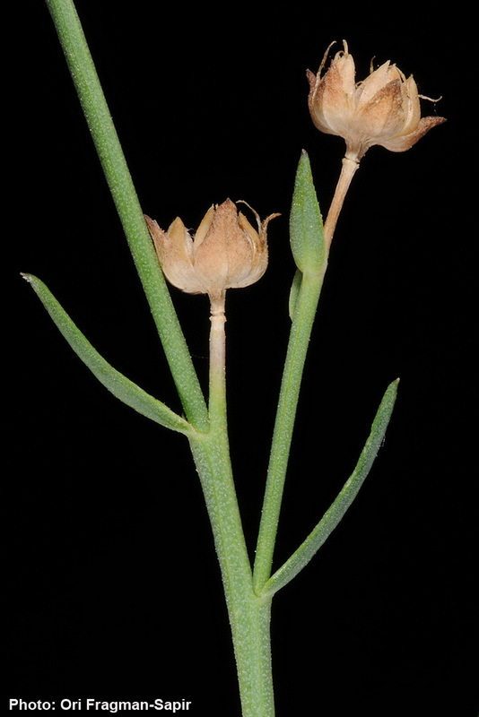 Image of Linum maritimum L.