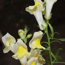 Plancia ëd Antirrhinum braun-blanquetii Rothm.