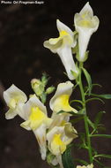 صورة Antirrhinum braun-blanquetii Rothm.