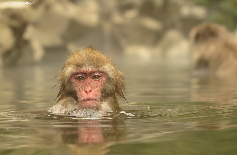 Image of Japanese Macaque