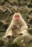 Image of Japanese Macaque