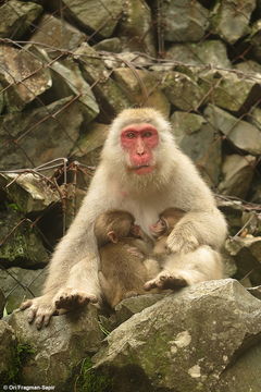 Image de Macaque Japonais