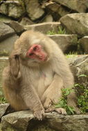 Image of Japanese Macaque