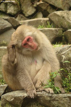 Image de Macaque Japonais