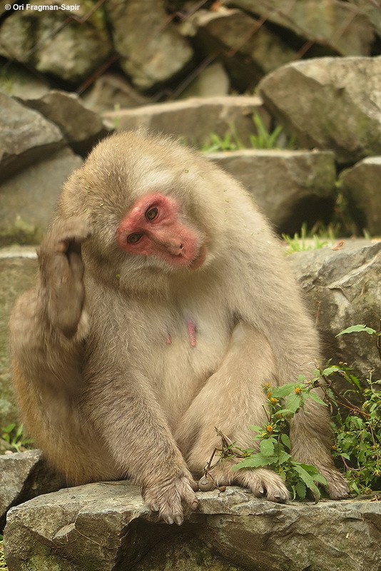 Image of Japanese Macaque