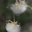 Image of Sonchus maritimus L.