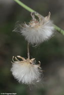 Plancia ëd Sonchus maritimus L.