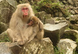 Image de Macaque Japonais