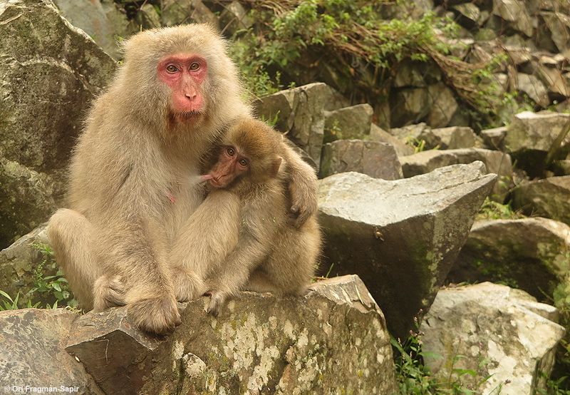 Image of Japanese Macaque