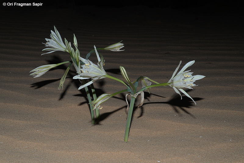 Image of Pancratium sickenbergeri Asch. & Schweinf.