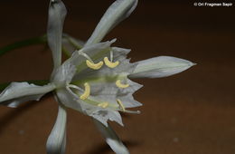 Image of Pancratium sickenbergeri Asch. & Schweinf.