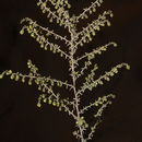 Image of Artemisia monosperma Del.