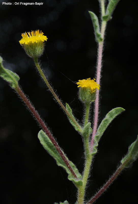 Sivun Pulicaria inuloides (Poir.) DC. kuva