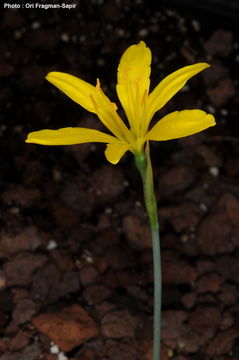 Image of Narcissus cavanillesii Barra & G. López