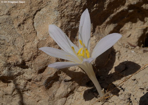 Image of Colchicum tunicatum Feinbrun