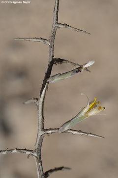 Image of Lactuca orientalis (Boiss.) Boiss.