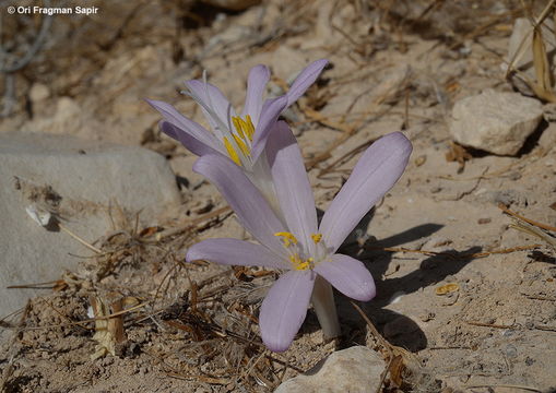 Image of Colchicum tunicatum Feinbrun