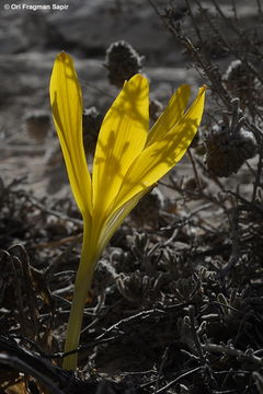 Image de Sternbergia clusiana (Ker Gawl.) Ker Gawl. ex Spreng.