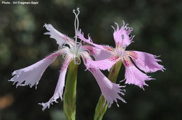 Image of Dianthus pendulus Boiss. & Bl.