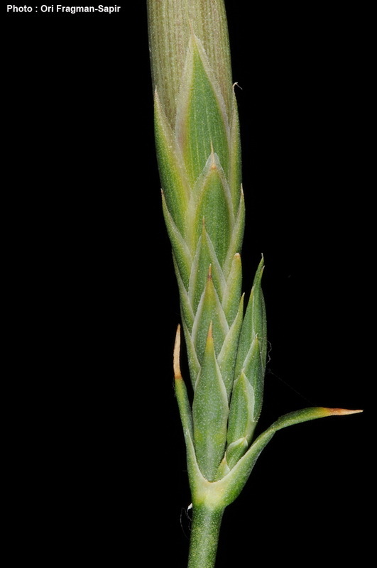 Image of Dianthus pendulus Boiss. & Bl.