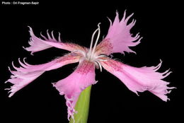 Image of Dianthus pendulus Boiss. & Bl.