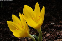 Image de Sternbergia lutea (L.) Ker Gawl. ex Spreng.