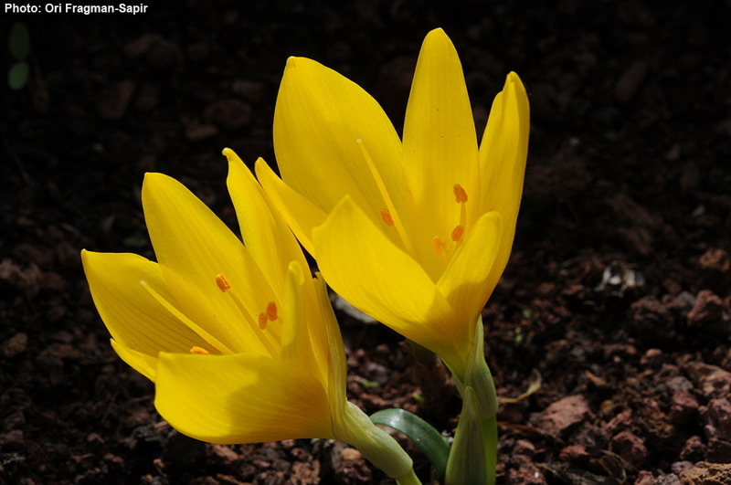 Image of winter daffodil