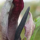 Image of Arum pictum L. fil.