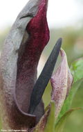 Image of Arum pictum L. fil.