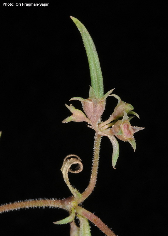 Image of Oldenlandia capensis L. fil.