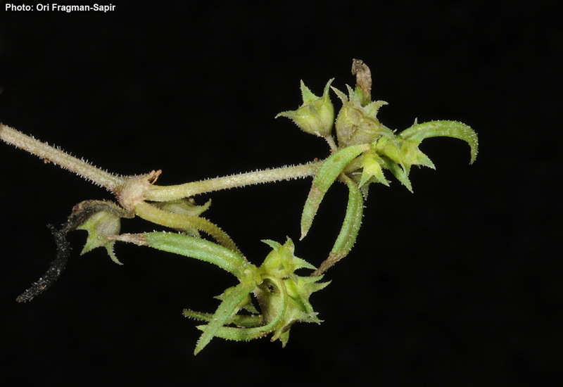 Oldenlandia capensis L. fil. resmi