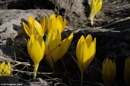 Image de Sternbergia clusiana (Ker Gawl.) Ker Gawl. ex Spreng.